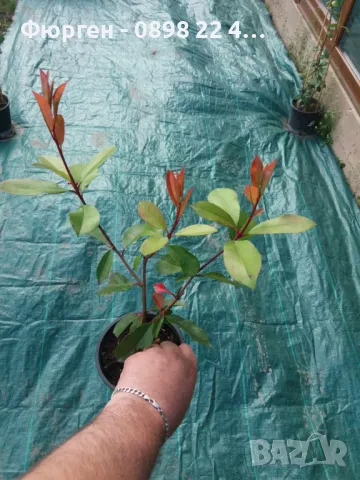 Фотиния - Налични 2 вида, снимка 8 - Разсади - 47427728