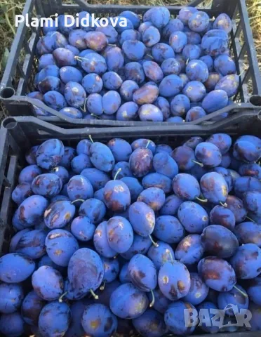 Продавам сини сливи за ракия