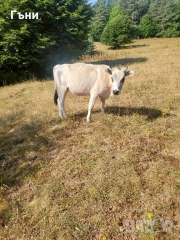продавам юници крави за дамазлък, снимка 6 - Крави - 50844108