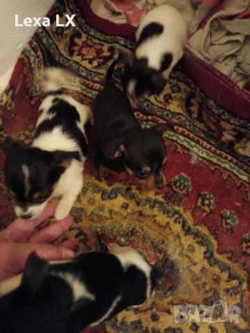 кученца кръстоста мини пинчер/чихуахуа