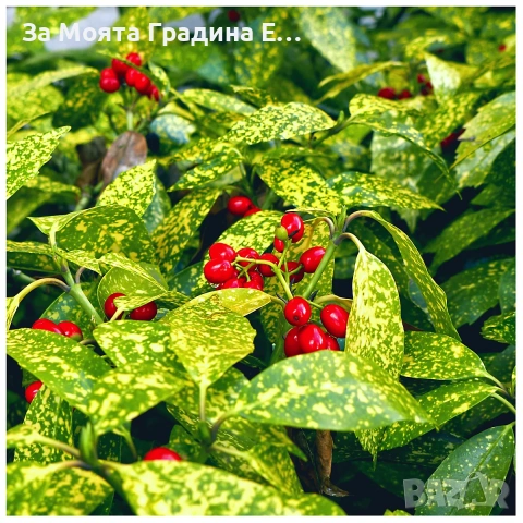 Аукуба , снимка 2 - Градински цветя и растения - 53634676