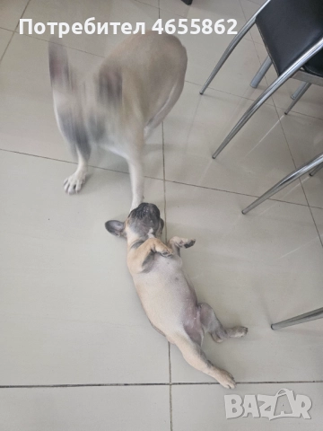 Френски съкровища търсят любящи стопани, снимка 16 - Френски булдог - 52474199