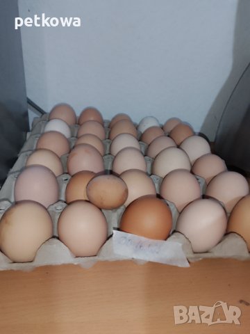 Яйца от свободно отглеждани кокошки, снимка 2 - Домашни продукти - 44393797