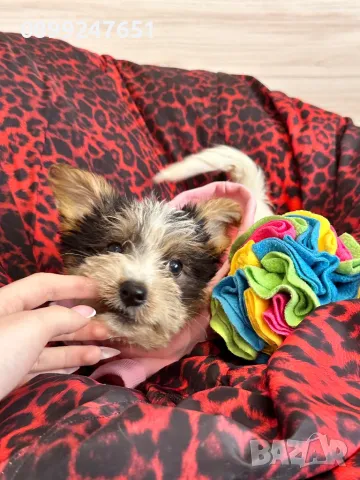 Бивер йоркширски териери , снимка 1