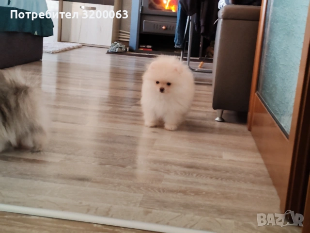 Померан мини мъжко , снимка 6 - Померан - 53078123