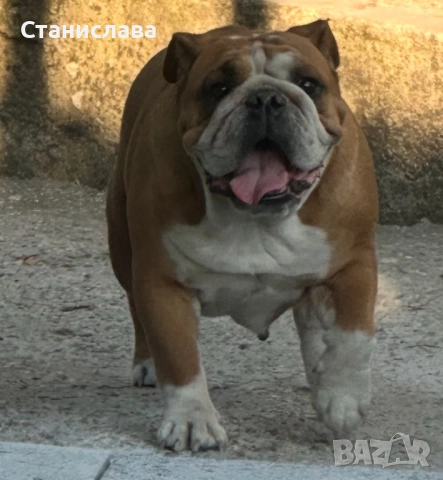 Английски булдог, снимка 10 - Английски булдог - 52345083