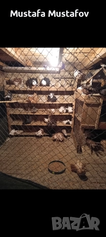 Продавам Фенерлии , снимка 3 - Гълъби - 52861493