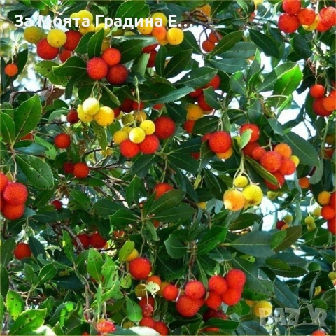 Ягодово дърво 