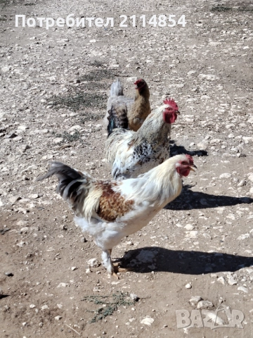 Домашни петли