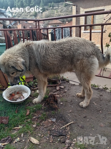 Продавам Шарпланинец , снимка 2 - Шар пей - 52591784