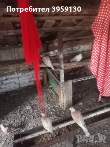 Смеещи се гугутки Ямбол , снимка 3 - Гълъби - 52232512