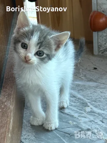 Подаряваме прекрасни малки котенца, снимка 13 - Други - 55732542