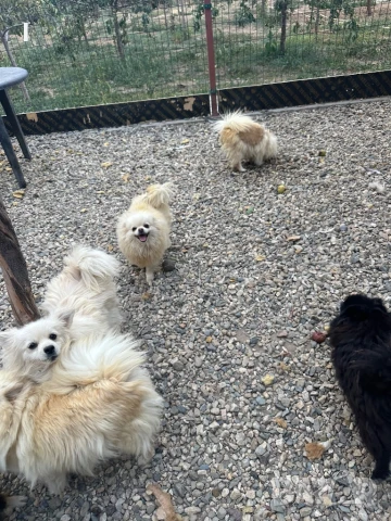 Померан, снимка 4 - Померан - 51081253