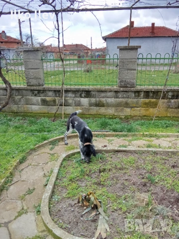 Подарявам куче на осем месеца.Майка Круцхаар,баща бордън коли.Ваксинирано., снимка 3 - Дратхаар - 53633175