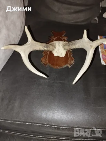 голям трофей от сръндак, снимка 1