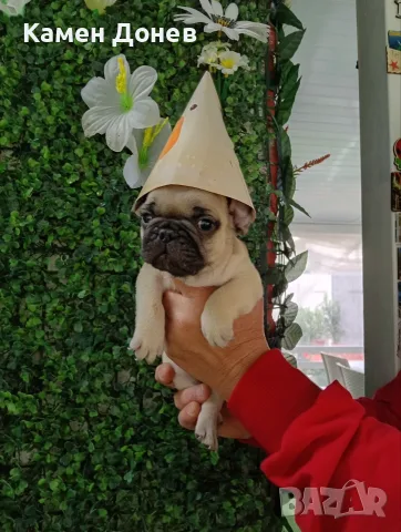 Френски булдог french bulldog 