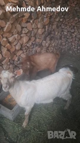 Продавам мъжки ярета.