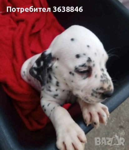 Далматинец