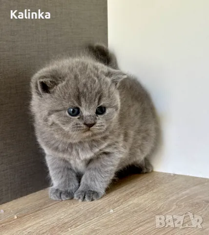 Чистокръвни сини британчета, снимка 11 - Британска късокосместа - 49778535