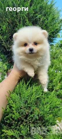 Померан померанче, снимка 15 - Померан - 41146182