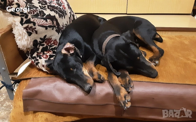 Продавам 6 бр. малки кучета ягтериери.родени на 28.01.26г., снимка 7 - Ягдтериер - 53265603