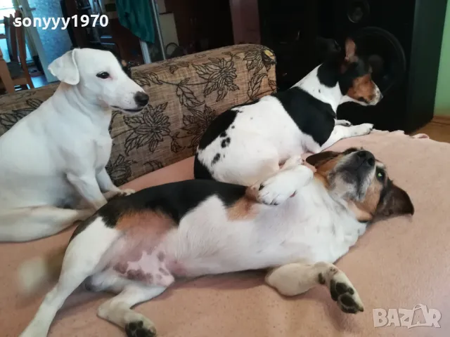 ДЖАК РЪСЕЛ ВИДИН-КУПУВАМЕ КУЧЕ 0104251735, снимка 4 - Джак ръсел териер - 49728785