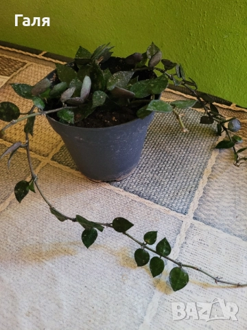 Хоя - Восъчно Цвете