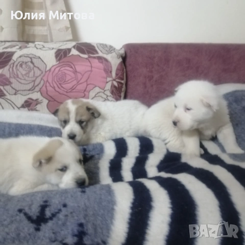 Кученца САО (Алабай) , снимка 6 - Алабай - 53458601