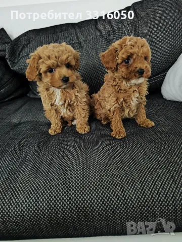 Той пудел, снимка 1