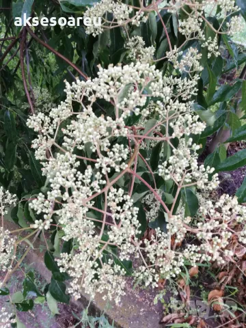 Продавам фиданки от медоносното дърво на пчеларя Еводия Даниели разсад дръвчета Еводиа за медосбор, снимка 15 - Разсади - 49271516