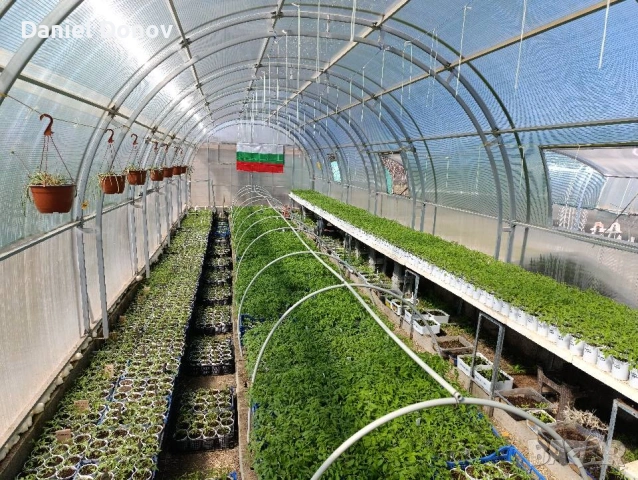 Домат ЧЕРВЕН ГИГАНТ + още над150 сорта домати, снимка 10 - Разсади - 53716352