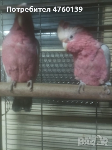 Розово Какаду ръчно хранено, снимка 4 - Папагали - 53814880