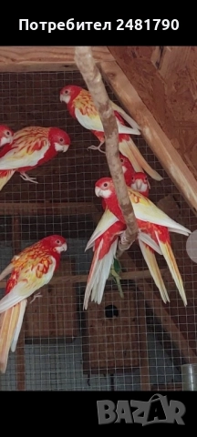 Голямо разнообразие на птици 