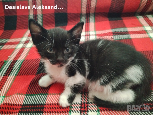Подарявам много красиви домашни котенца , снимка 6 - Други - 51780206