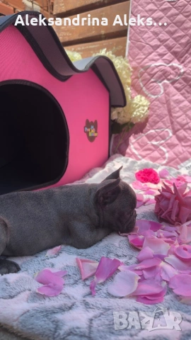 Френски булдог 