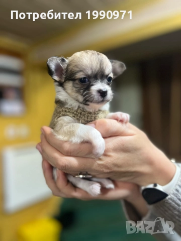 Момиченце мини чихуа и 4 братчета