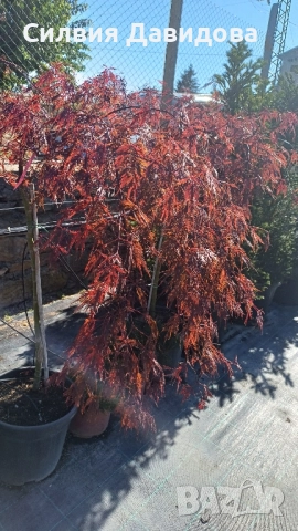 Японски клен Acer, снимка 3 - Градински цветя и растения - 52499746