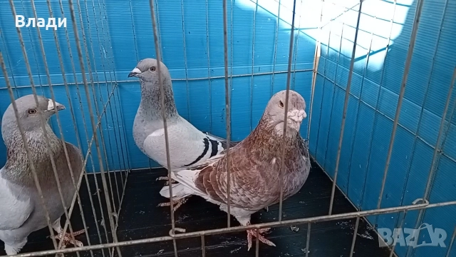 Стандартни пощенски