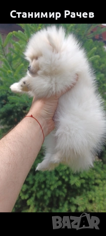 Померан Померани , снимка 5 - Померан - 52896198