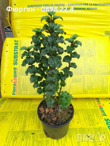 Дрян Компреса (Cornus sanguinea Compressa), снимка 4 - Градински цветя и растения - 42215028