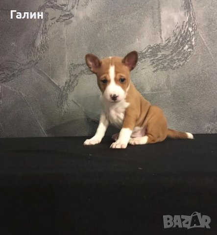 Басенджи, снимка 2 - Други - 41393311