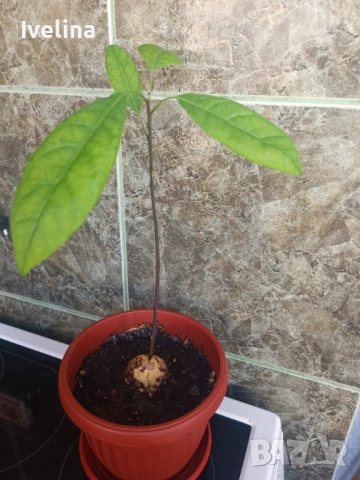 Стайна теменужка и авокадо, снимка 8 - Стайни растения - 53836747