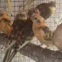 Различни видове екзотични птици , снимка 18