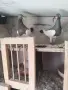 Продавам гълъби датски летачи, снимка 4