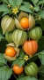 Физалис - physalis, снимка 12