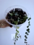 Пеперомия, peperomia prostrata, снимка 6