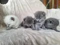 Британски дългокосмести котета , снимка 3