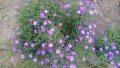 Цветя Астра алпийска – за ранно пролетно засаждане в градината, снимка 4