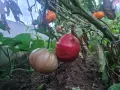 Семена от домати , снимка 4