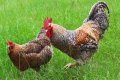 Яйца от Билефелдер, снимка 1 - Кокошки и пуйки - 40994845